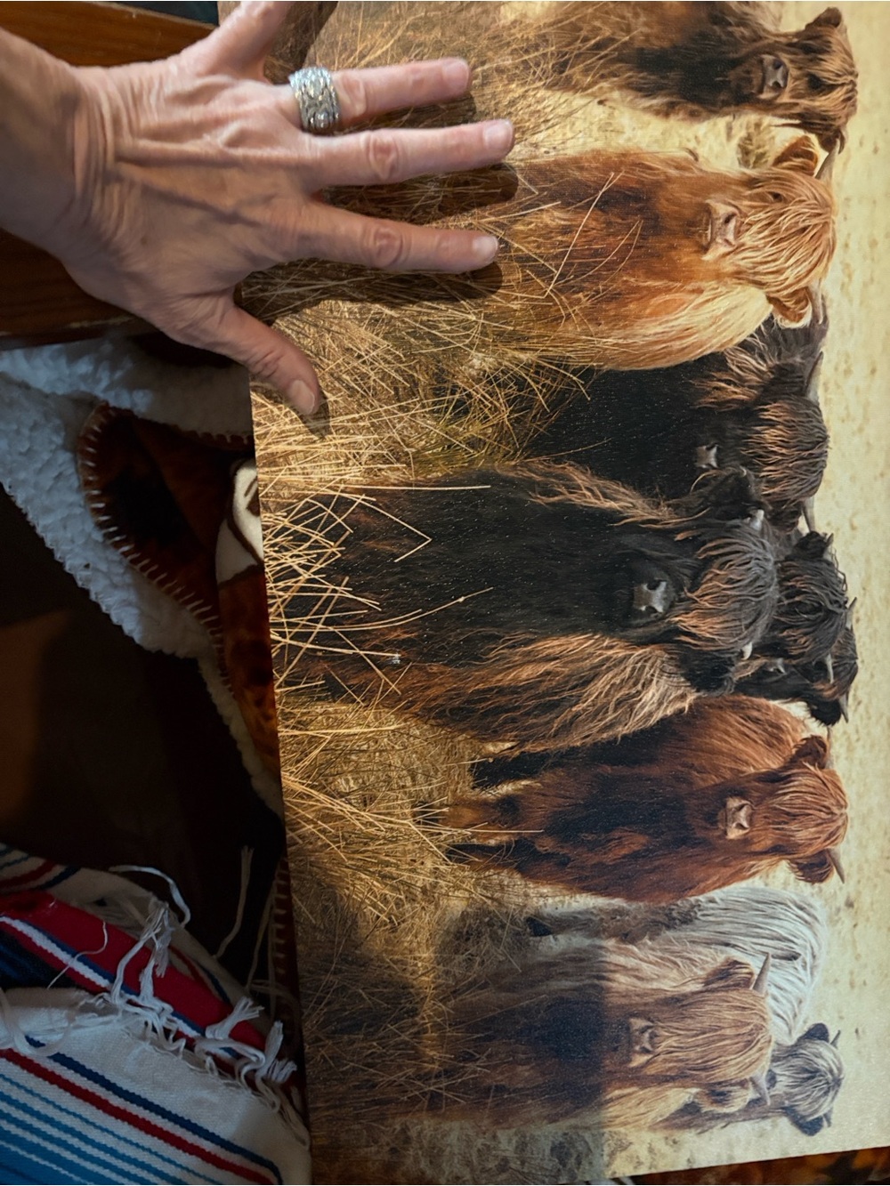 Highland Cow Wall Art Canvas - Brown & Black